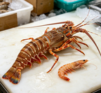 Prawn & Lobster Pair